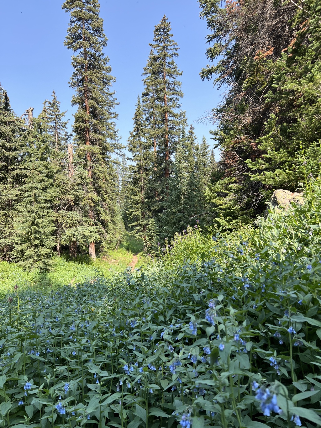 2024/07(July)/Maroon-Bells-Four-Pass-Loop/1024x768_2024-07-24-Maroon-Bells-4PL-078.JPG