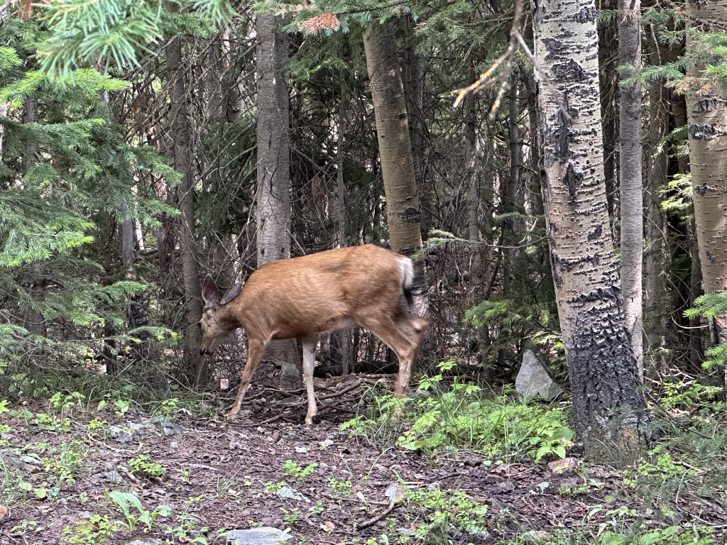 2024-07-25-Maroon-Bells-4PL-164-Crater-Lake-Deer.JPG