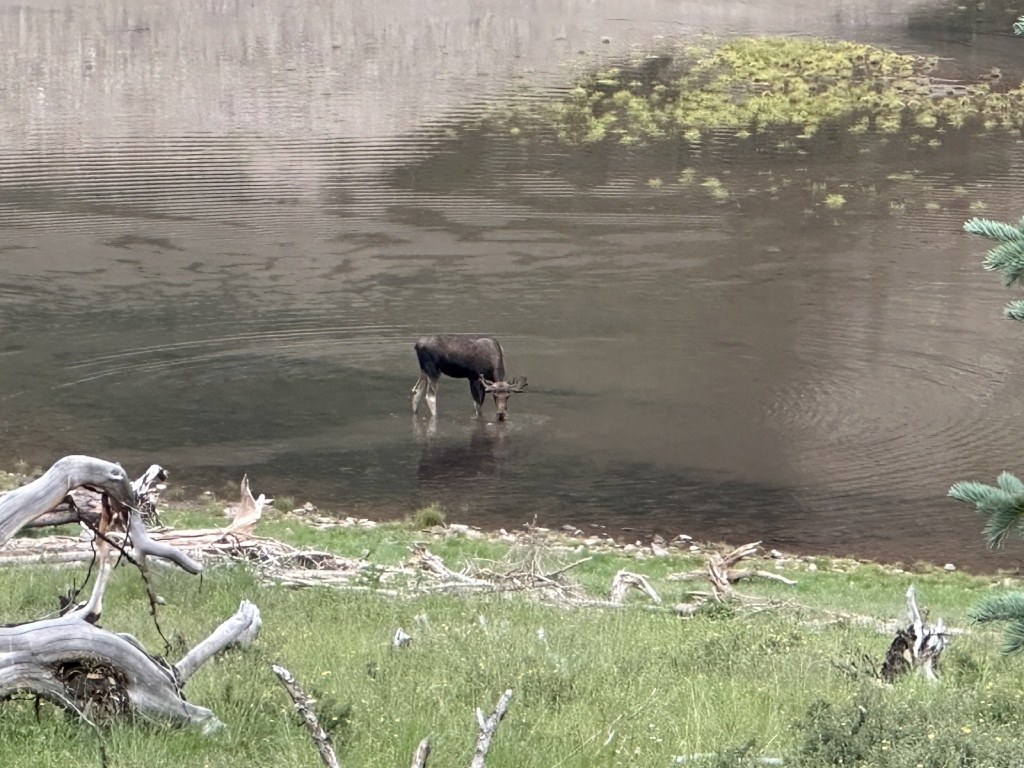 2024-07-25-Maroon-Bells-4PL-171-Crater-Lake-Moose.JPG