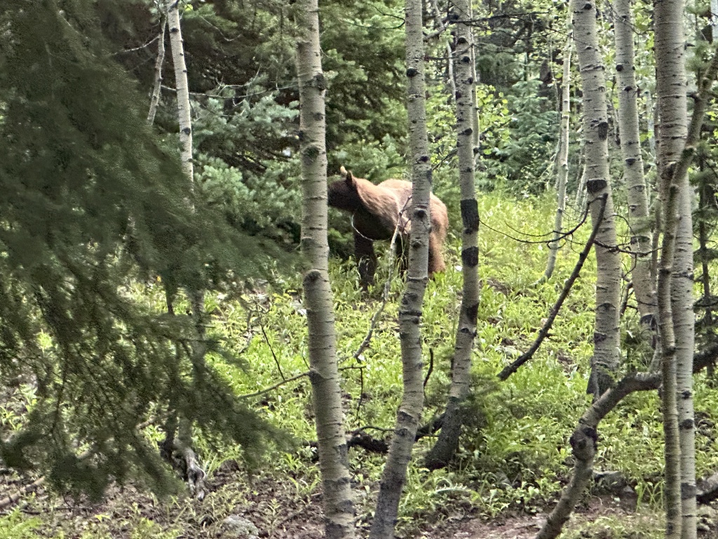 2024-07-25-Maroon-Bells-4PL-173-Crater-Lake-Black-Bear-in-Camp.JPG