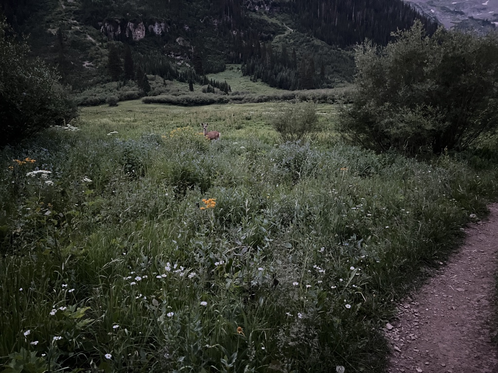 2024/07(July)/Maroon-Bells-Four-Pass-Loop/1024x768_2024-07-26-Maroon-Bells-4PL-179-deer.JPG