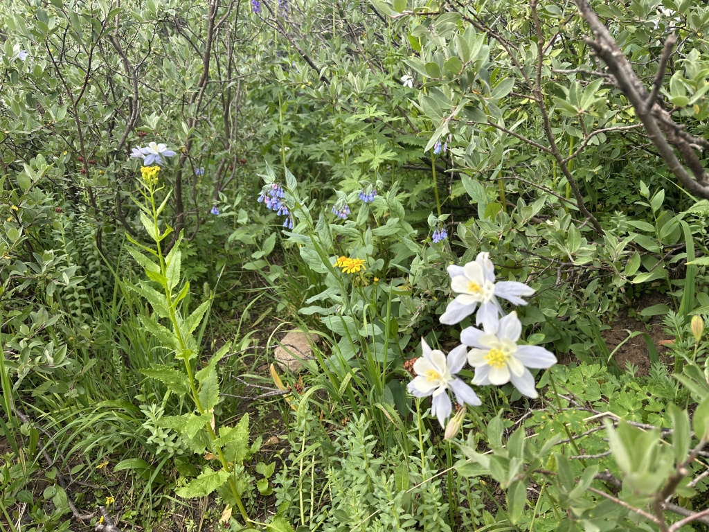 2024/07(July)/Maroon-Bells-Four-Pass-Loop/1024x768_2024-07-26-Maroon-Bells-4PL-183.JPG