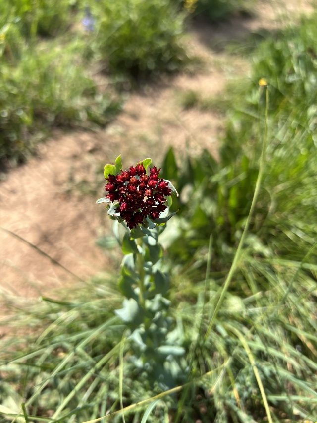2024/07(July)/Maroon-Bells-Four-Pass-Loop/640x480_2024-07-23-Maroon-Bells-4PL-029.JPG