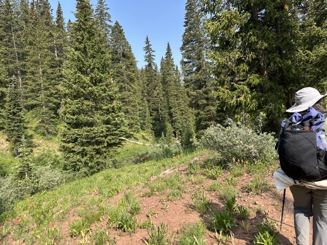 2024/07(July)/Maroon-Bells-Four-Pass-Loop/640x480_2024-07-24-Maroon-Bells-4PL-075-deer.JPG