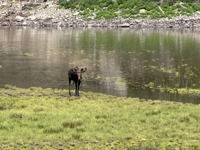 2024-07-25-Maroon-Bells-4PL-168-Crater-Lake-Moose.JPG