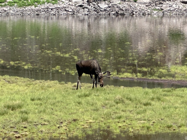 2024-07-25-Maroon-Bells-4PL-169-Crater-Lake-Moose.JPG
