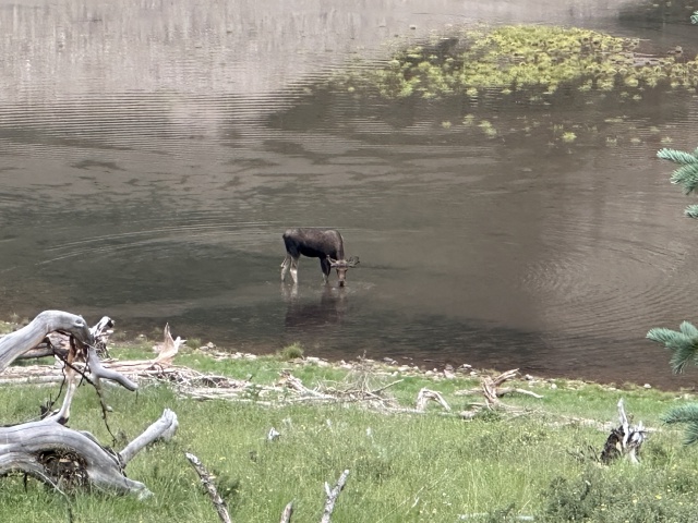 2024-07-25-Maroon-Bells-4PL-171-Crater-Lake-Moose.JPG