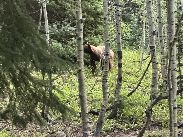 2024-07-25-Maroon-Bells-4PL-173-Crater-Lake-Black-Bear-in-Camp.JPG