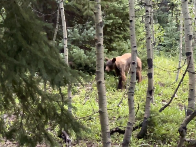 2024-07-25-Maroon-Bells-4PL-174-Crater-Lake-Black-Bear-in-Camp-GOOD.JPG