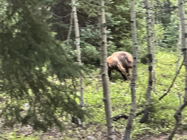 2024-07-25-Maroon-Bells-4PL-175-Crater-Lake-Black-Bear-in-Camp.JPG