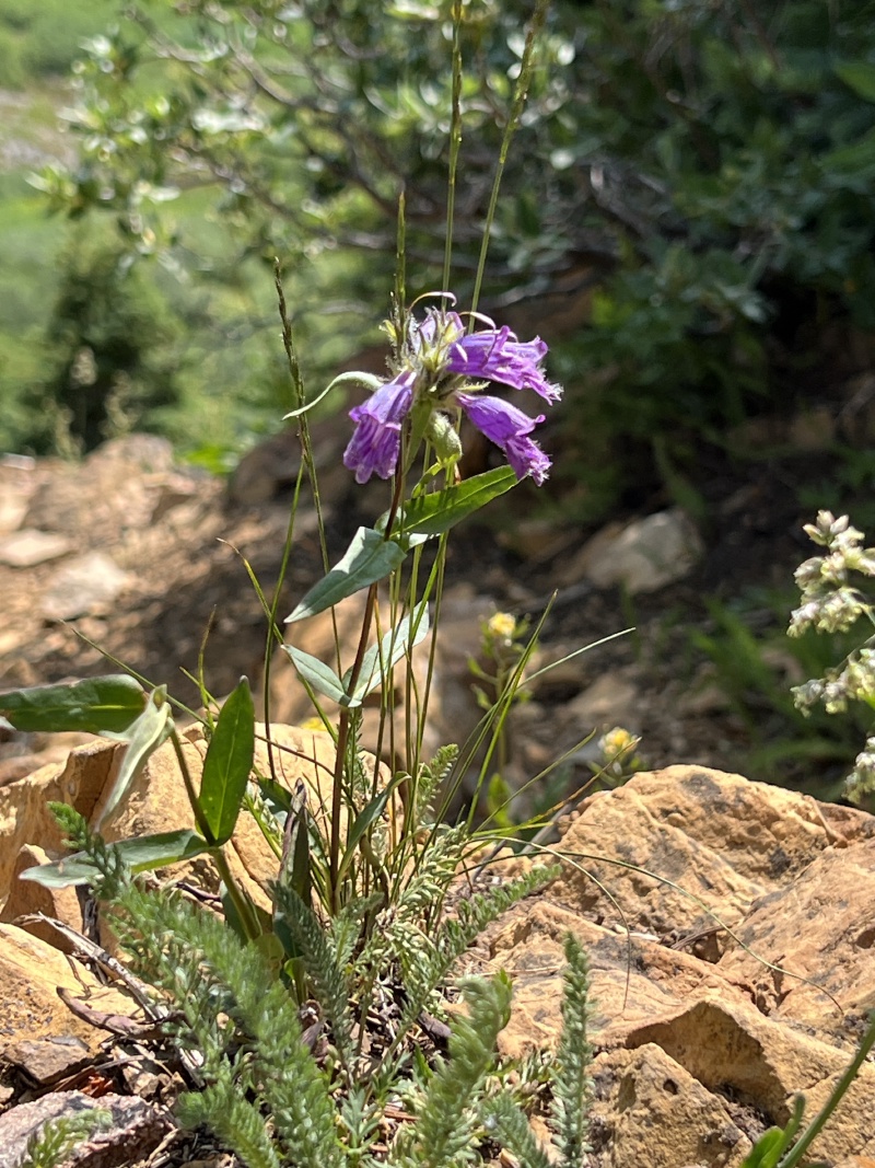 2024/07(July)/Maroon-Bells-Four-Pass-Loop/800x600_2024-07-23-Maroon-Bells-4PL-035.JPG