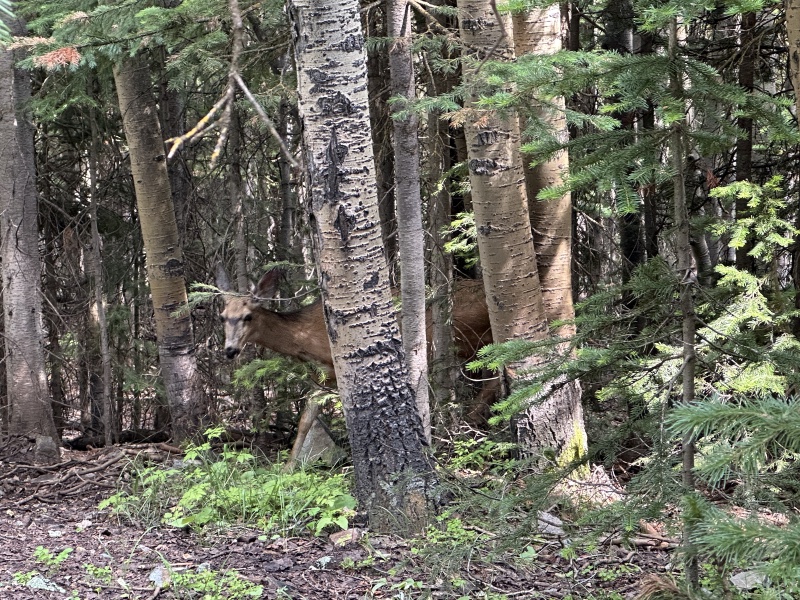 2024-07-25-Maroon-Bells-4PL-163-Crater-Lake-Deer.JPG