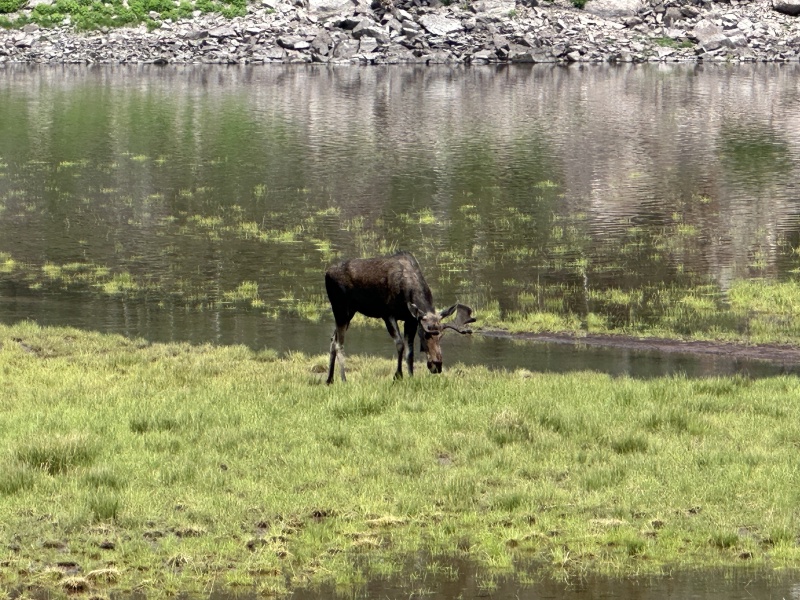 2024-07-25-Maroon-Bells-4PL-169-Crater-Lake-Moose.JPG