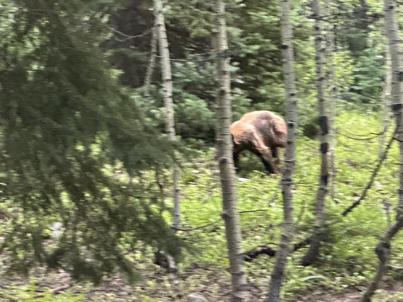 2024-07-25-Maroon-Bells-4PL-175-Crater-Lake-Black-Bear-in-Camp.JPG