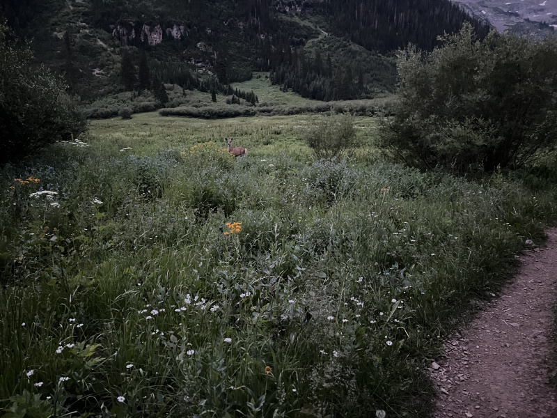 2024/07(July)/Maroon-Bells-Four-Pass-Loop/800x600_2024-07-26-Maroon-Bells-4PL-179-deer.JPG