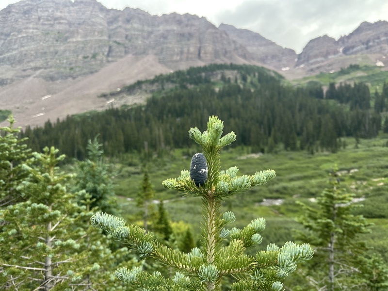 2024/07(July)/Maroon-Bells-Four-Pass-Loop/800x600_2024-07-26-Maroon-Bells-4PL-184.JPG