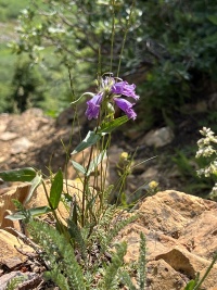 2024-07-23-Maroon-Bells-4PL-035.JPG