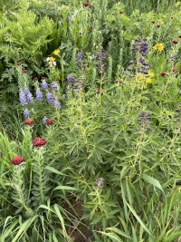 2024-07-24-Maroon-Bells-4PL-050.JPG