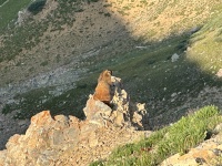 2024-07-25-Maroon-Bells-4PL-116-marmot.JPG