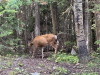 2024-07-25-Maroon-Bells-4PL-164-Crater-Lake-Deer.JPG