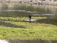 2024-07-25-Maroon-Bells-4PL-166-Crater-Lake-Moose.JPG