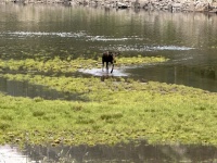 2024-07-25-Maroon-Bells-4PL-167-Crater-Lake-Moose.JPG