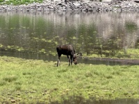 2024-07-25-Maroon-Bells-4PL-169-Crater-Lake-Moose.JPG