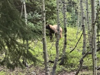 2024-07-25-Maroon-Bells-4PL-173-Crater-Lake-Black-Bear-in-Camp.JPG