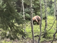 2024-07-25-Maroon-Bells-4PL-175-Crater-Lake-Black-Bear-in-Camp.JPG