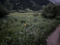2024-07-26-Maroon-Bells-4PL-179-deer.JPG