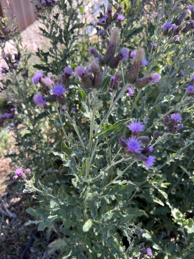 2024/08(August)/Colorado/640x480_2024-08-16-Colorado-07.JPG