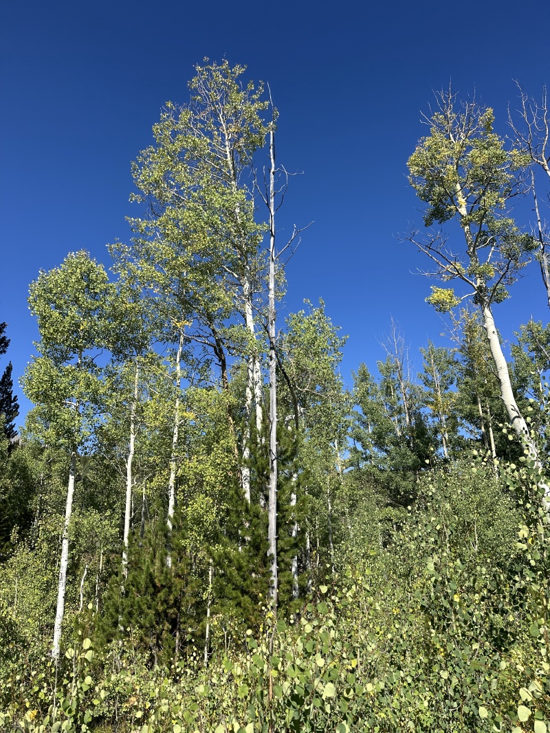 2024/08(August)/Colorado/800x600_2024-09-06-Colorado-13-leaves-changing.JPG