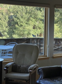 2024-08-12-Colorado-04-bluebird.JPG
