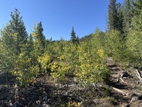 2024-09-06-Colorado-14-leaves-changing.JPG