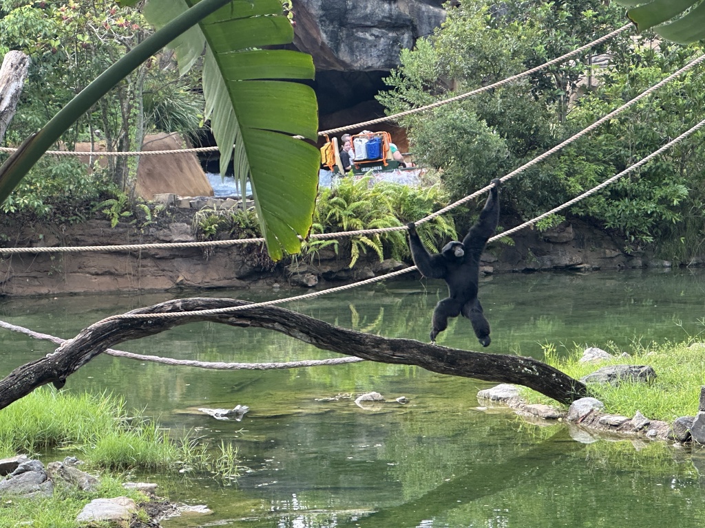 2024-08-03-Disney-World-083-Monkey.JPG