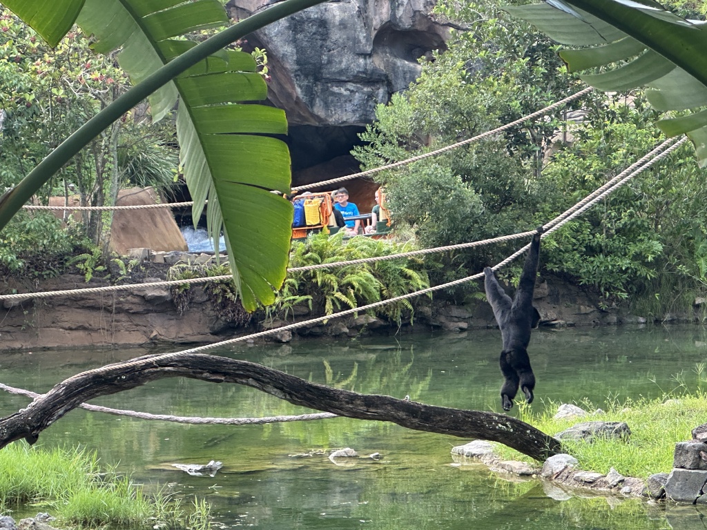2024/08(August)/Disney-World-Chance-Bianca/1024x768_2024-08-03-Disney-World-084-Monkey.JPG