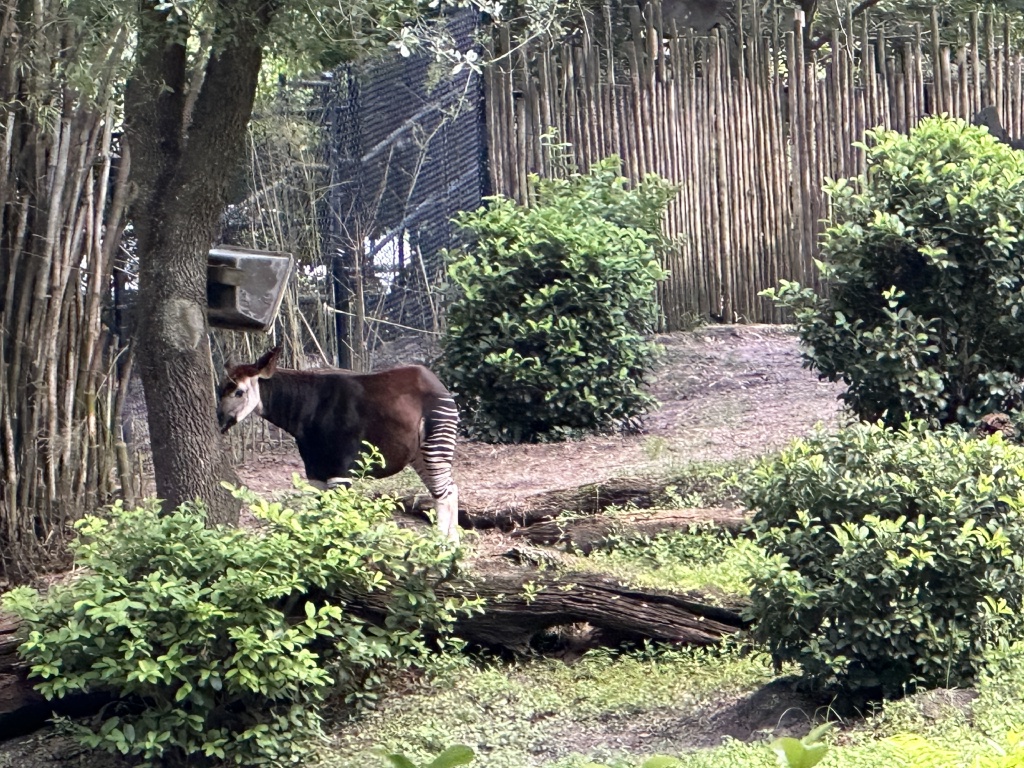 2024/08(August)/Disney-World-Chance-Bianca/1024x768_2024-08-03-Disney-World-091-Okapi.JPG