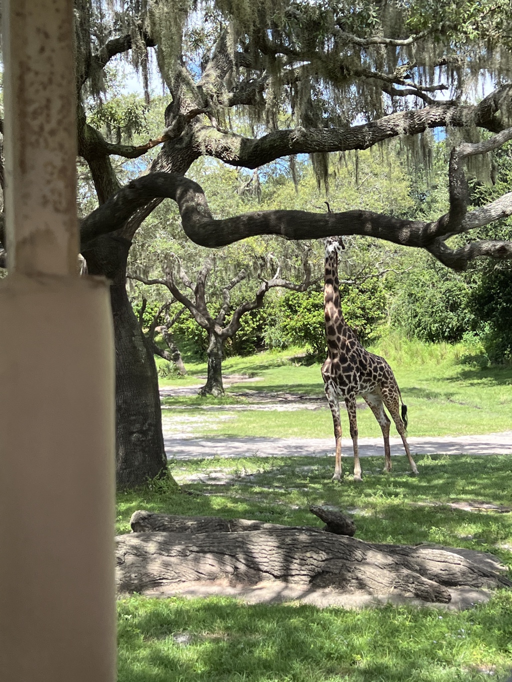 2024/08(August)/Disney-World-Chance-Bianca/1024x768_2024-08-03-Disney-World-098-Giraffe.JPG
