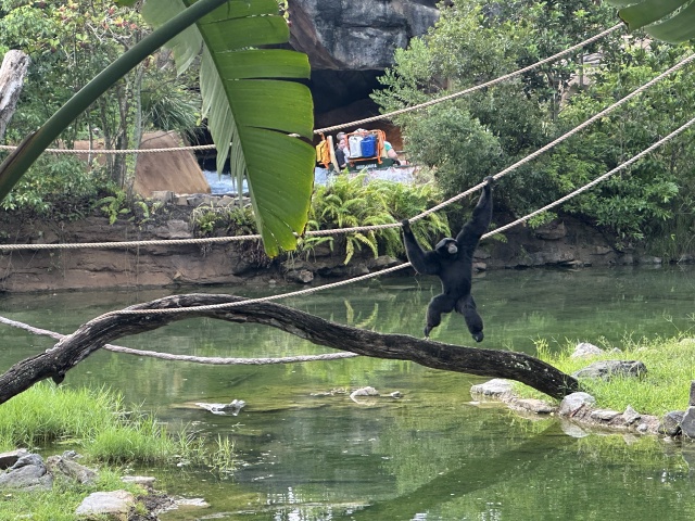 2024/08(August)/Disney-World-Chance-Bianca/640x480_2024-08-03-Disney-World-083-Monkey.JPG