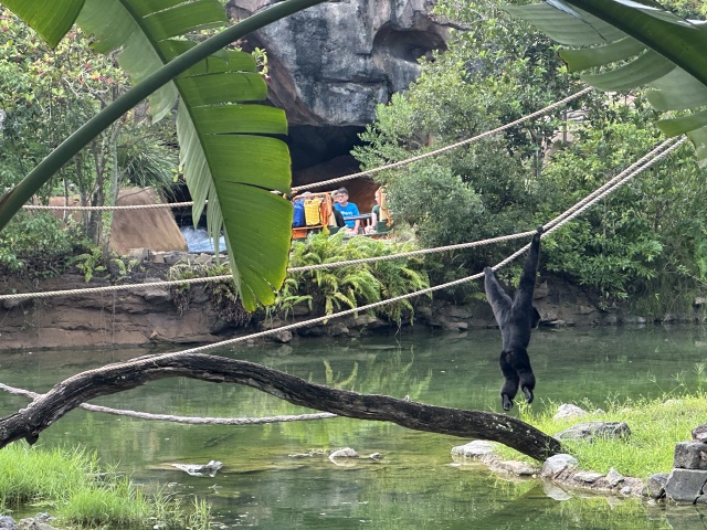 2024-08-03-Disney-World-084-Monkey.JPG