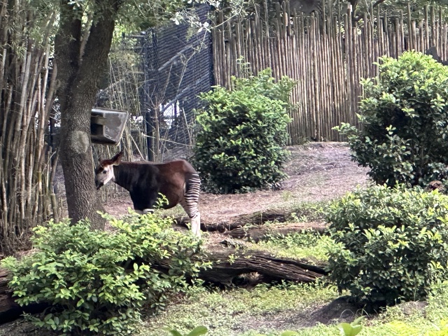 2024/08(August)/Disney-World-Chance-Bianca/640x480_2024-08-03-Disney-World-091-Okapi.JPG