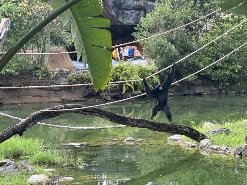 2024/08(August)/Disney-World-Chance-Bianca/800x600_2024-08-03-Disney-World-083-Monkey.JPG
