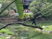 2024-08-03-Disney-World-083-Monkey.JPG
