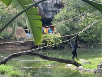 2024-08-03-Disney-World-084-Monkey.JPG