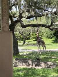 2024-08-03-Disney-World-098-Giraffe.JPG