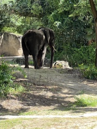 2024-08-03-Disney-World-099-Elephant.JPG
