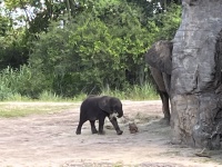 2024-08-03-Disney-World-100-Elephant.JPG