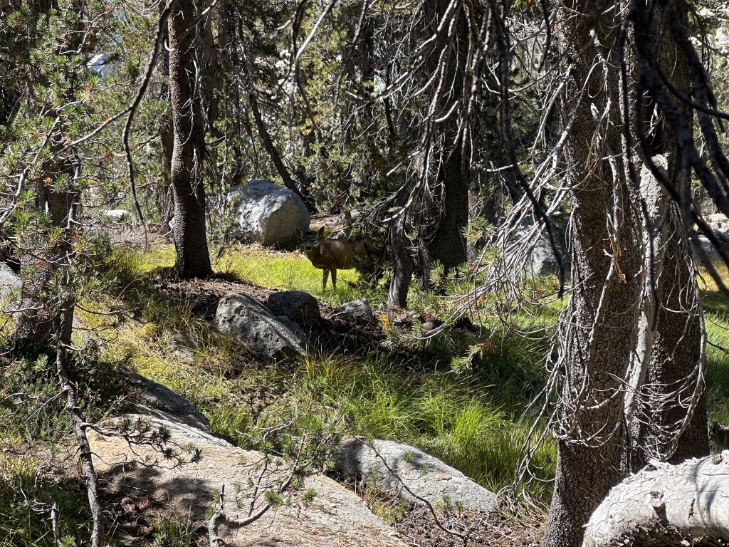 2024/08(August)/Yosemite-High-Sierra-Camp-Loop/1024x768_2024-08-28-Yosemite-326-May-Lake-hike-deer.JPG