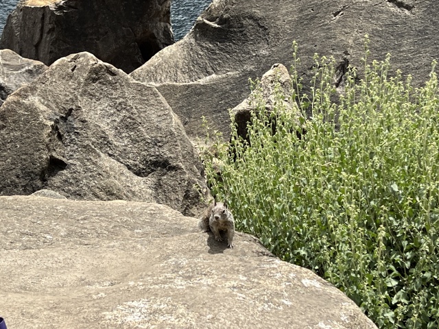 2024/08(August)/Yosemite-High-Sierra-Camp-Loop/640x480_2024-08-23-Yosemite-033-HetchHetchy-Wapama-Falls-squirrel.JPG