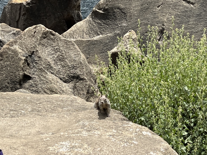 2024/08(August)/Yosemite-High-Sierra-Camp-Loop/800x600_2024-08-23-Yosemite-033-HetchHetchy-Wapama-Falls-squirrel.JPG